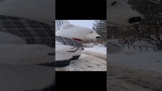 Очень милый подарок мужа! Поздравление белый мишка смотреть онлайн