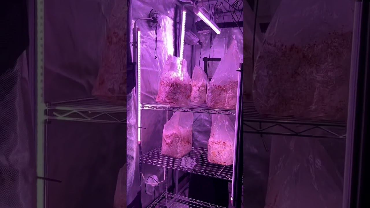 Liquid Culture to Substrate Process for Growing Mushrooms at Home #mycology #mushroomgrowing смотреть онлайн