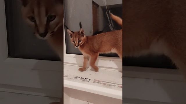 Каракал Грушенька 🍐 что то увидела за окном.Caracal sees the street perfectly at night. смотреть онлайн