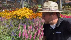 Florensis | Veronica Anniversary