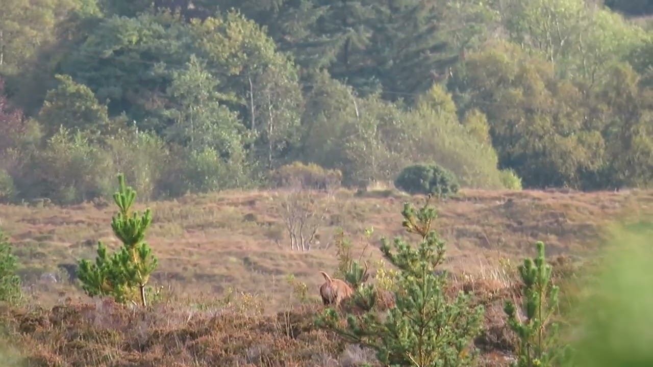 Red deer hunting Donegal Ireland смотреть онлайн