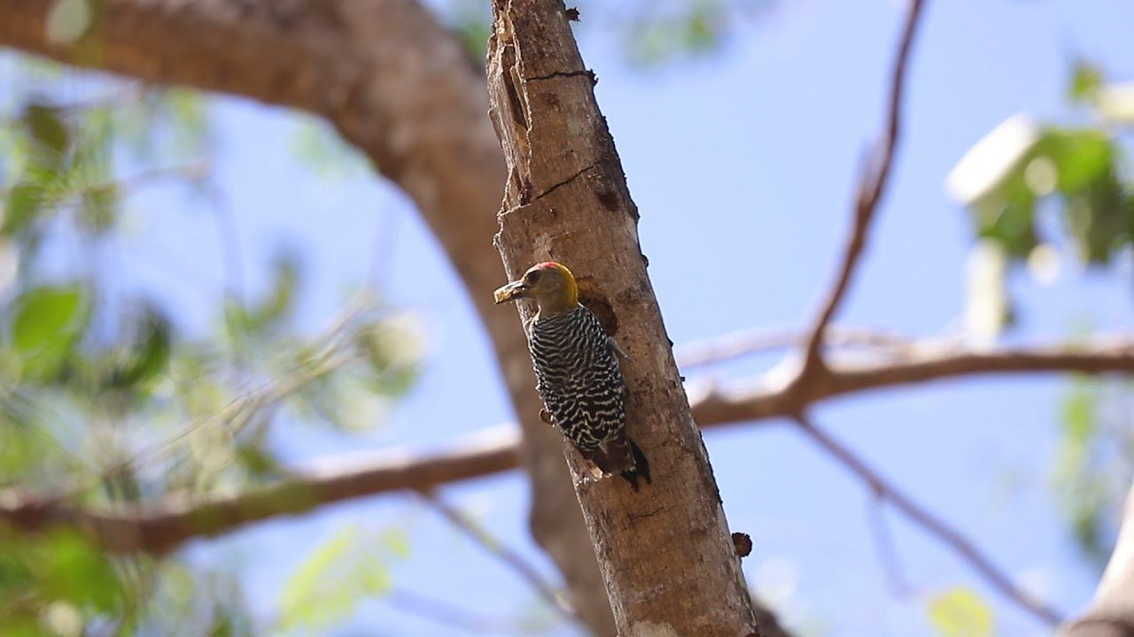 Hoffmann's Woodpecker nesting - Costa Rica Birding смотреть онлайн
