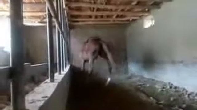 Лошадь смотреть онлайн