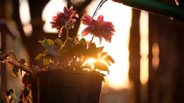 Beautiful Flowers || Beautiful Nature Flower || Background Music || Flower Video смотреть онлайн