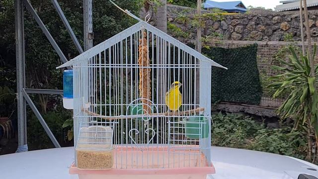 chant serin 12/2021 смотреть онлайн