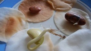 Как я проращивала фасоль