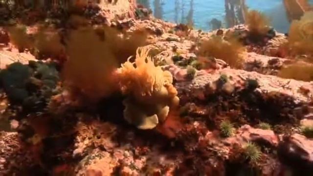 UAF - SFOS Aleutians Dive - New anemone смотреть онлайн
