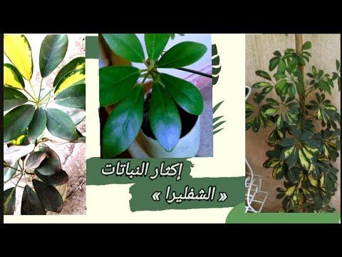 تكاثر نبات الشفليرا# نبات الشفليرا افضل طريقة لاكثار النباتات смотреть онлайн