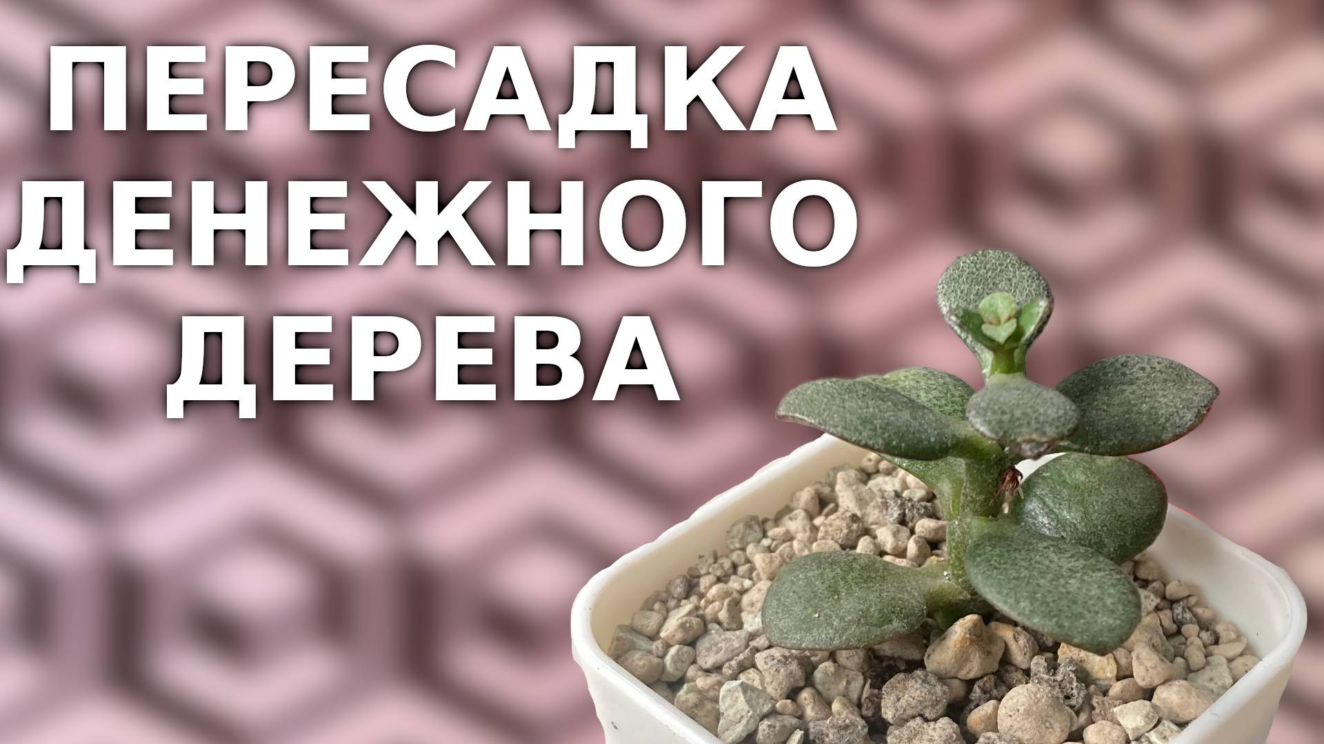 ПЕРЕСАДКА ТОЛСТЯНКИ