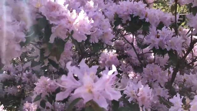 Hummeln im Frühling 2021, Köln Flora смотреть онлайн