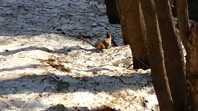 Весна и белки)))) Отличное сочетание!))) смотреть онлайн