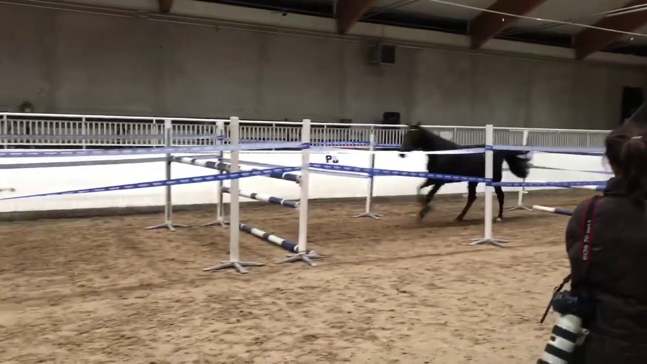 Di Havesta (Diarado x Hamlet X Burggraf) смотреть онлайн