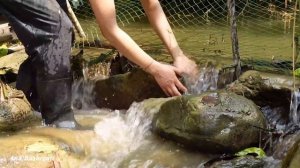 New chicken coop ideas - Emergency fish harvesting after storms | Ana Bushcraft