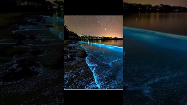Bioluminescence Algae ⭐⭐........ смотреть онлайн