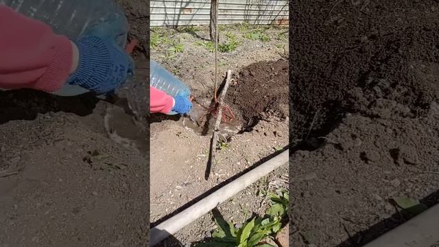 Посадка абрикоса весной/Как правильно посадить абрикос/Пересадка абрикоса весной смотреть онлайн