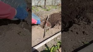 Посадка абрикоса весной/Как правильно посадить абрикос/Пересадка абрикоса весной