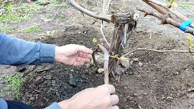 🍇 Нормування пагонами 🌿 та підготовка до прищепи🍇 смотреть онлайн