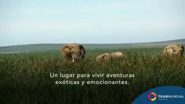 África смотреть онлайн