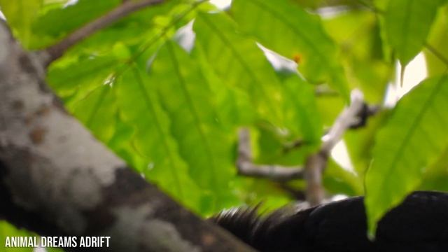 Amazon Jungle 8K ULTRA HD | Wild Animals of Amazon Rainforest | Relaxing Music смотреть онлайн