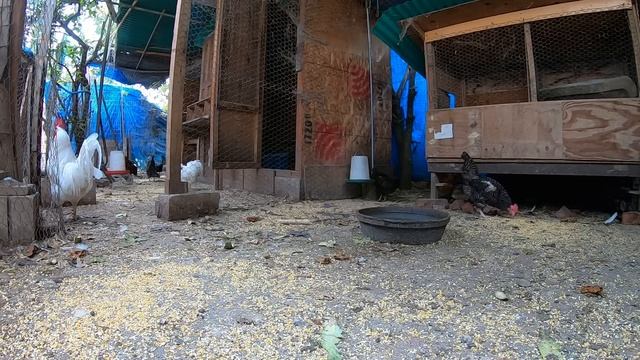 Back Yard Chickens Continuous Footage! Rooster Crowing! Hens Clucking! смотреть онлайн