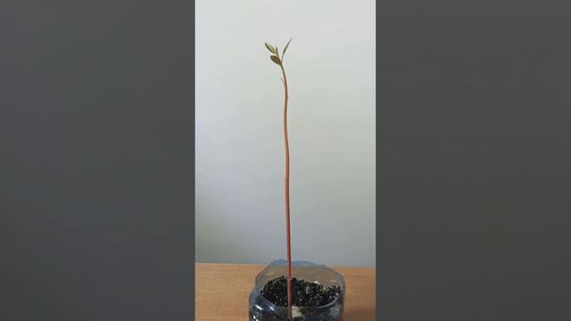 Рождение Авокадо в домашних условиях. смотреть онлайн