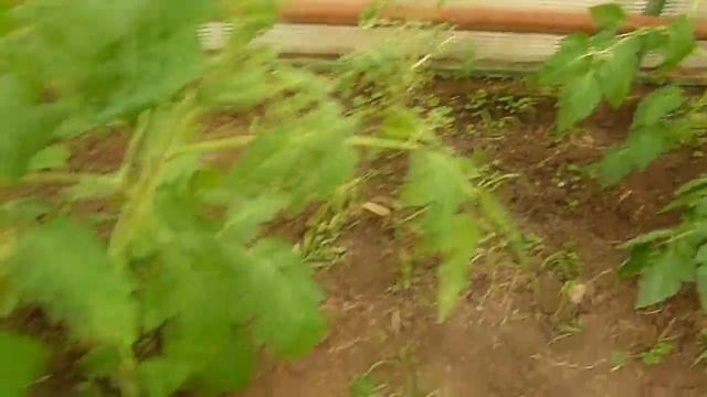 Пасынкование помидор (томатов) в теплице // Жизнь в деревне // смотреть онлайн