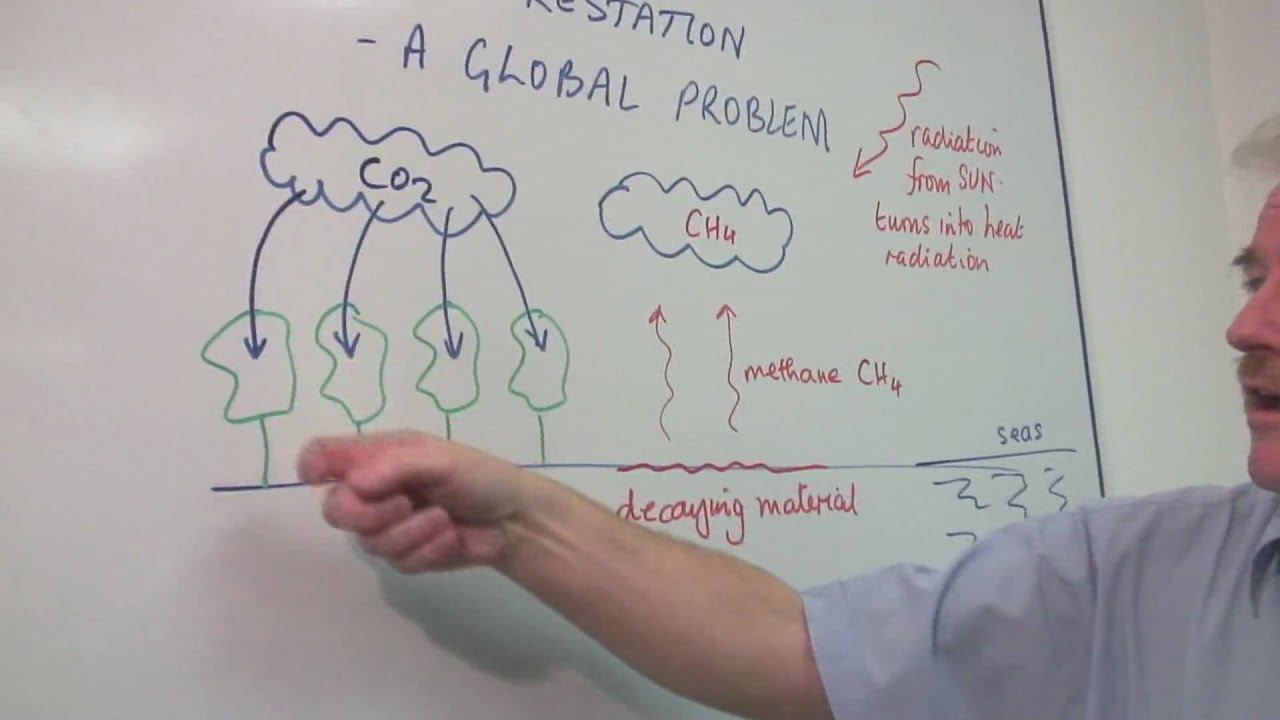 Science & Environmental Facts : Why Is Deforestation a Global Problem? смотреть онлайн