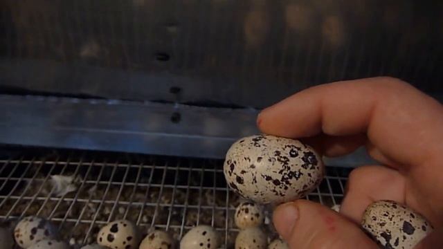 Масса перепелиного яйца // Жизнь в деревне // смотреть онлайн