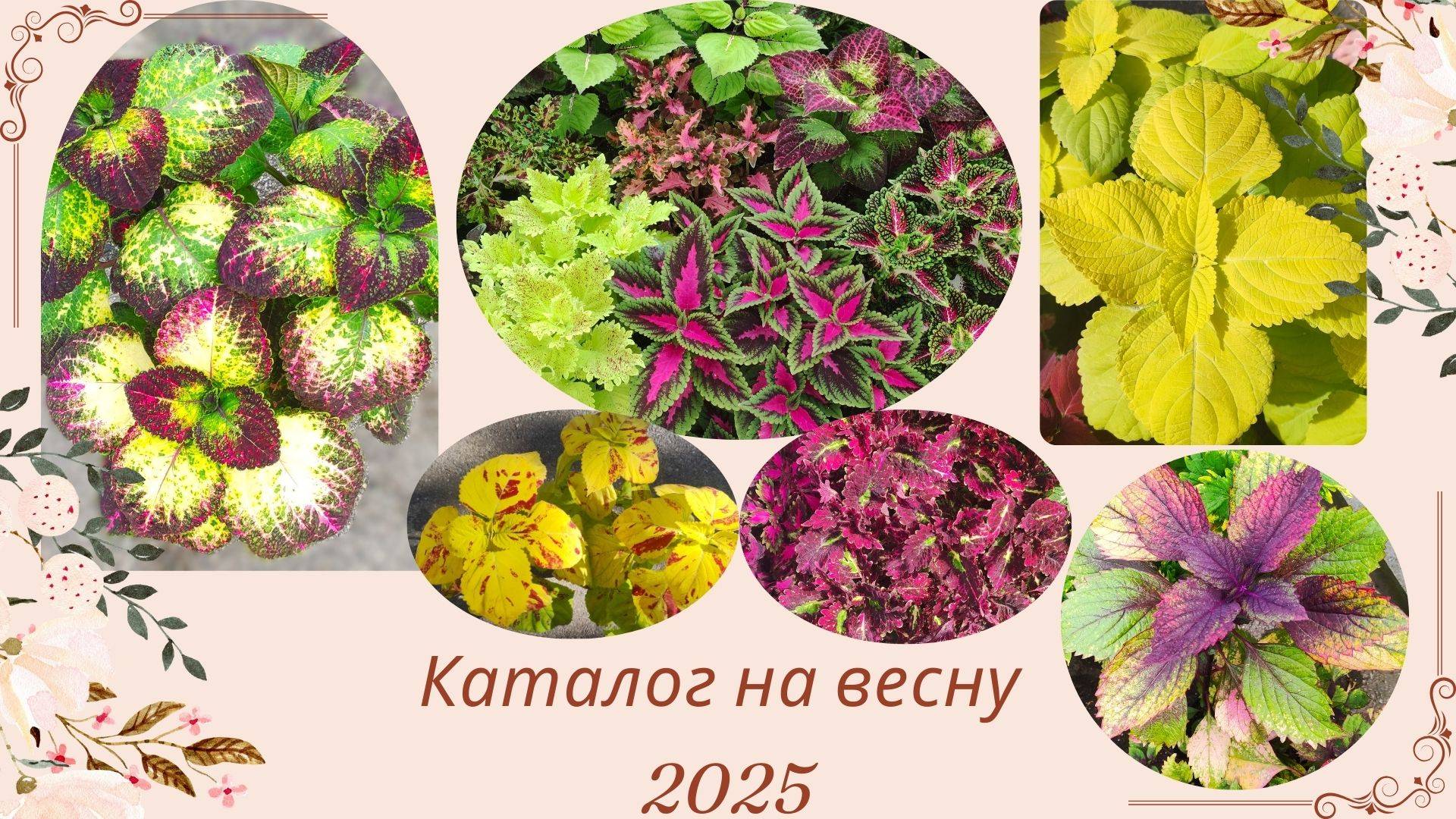 Открыт прием заказов на весну 2025 (1 часть) Вегетативные колеусы традесканции ампельные растения. смотреть онлайн