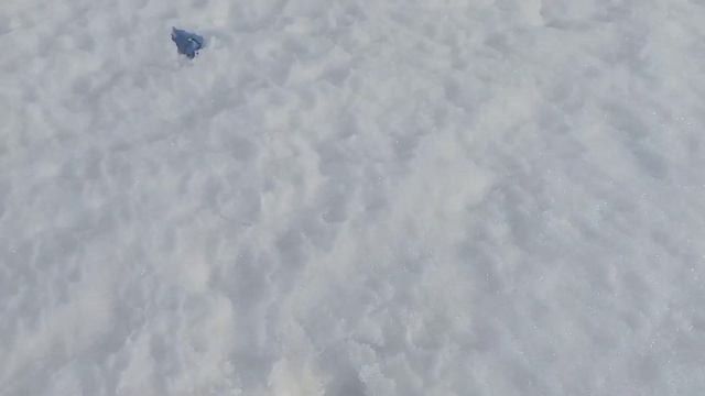 прогулка сквиши собак в деревне🐾 смотреть онлайн