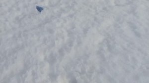 прогулка сквиши собак в деревне🐾