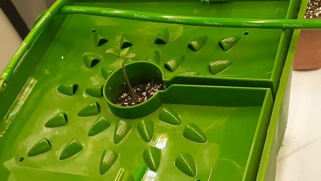 FLORA FLEX DAY THREE AFTER GERMINATION ON APPLELICUSE #INHOUSGENETICS смотреть онлайн