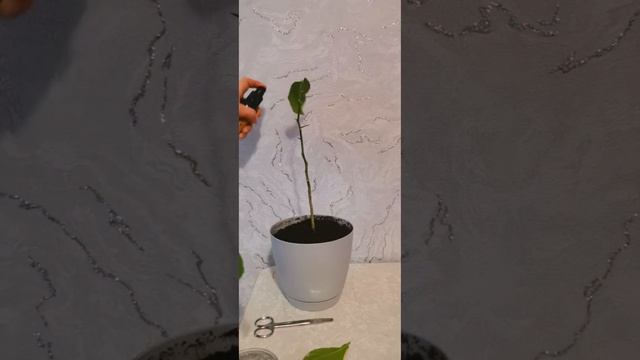 ЗАМОРОЗИЛА ЛИМОН ✨ смотреть онлайн