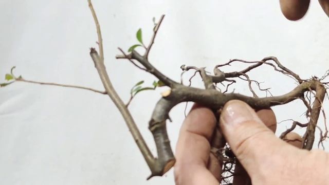 How to cut and shape Pyracantha fortunei火棘如何扦插製作定型，換盆後失樁是什麼原因 смотреть онлайн