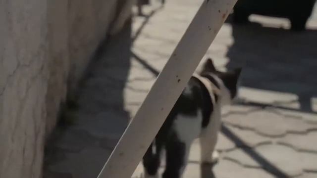 Кошки против зомби. Кошачий боевик смотреть онлайн