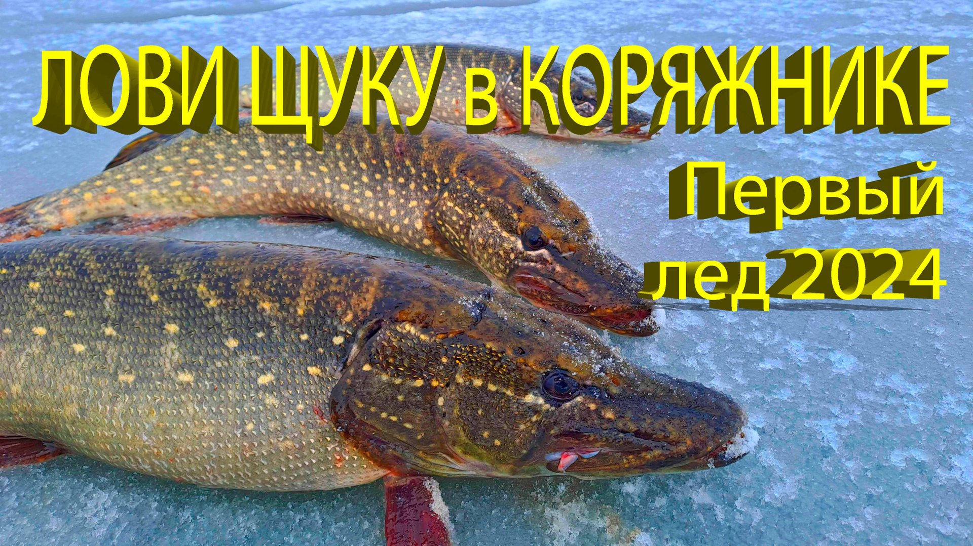 🔥 Поймал ХОЗЯЙКУ КОРЯГИ! Первый лед 2024, щука на жерлицы, зимняя рыбалка в коряжнике 🔥 смотреть онлайн