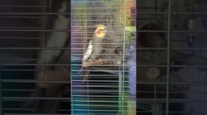 Пение самца Кореллы (Нимфа Nymphicus hollandicus) Попугай Рикки