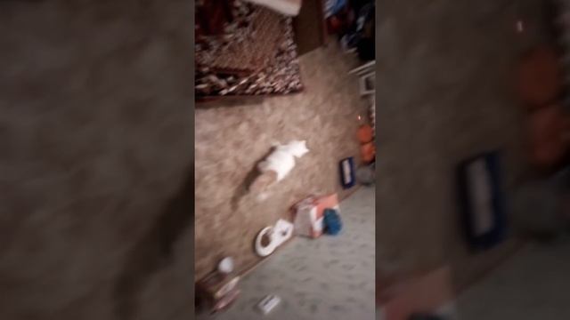 Смешной кот. Бегает за лазером смотреть онлайн