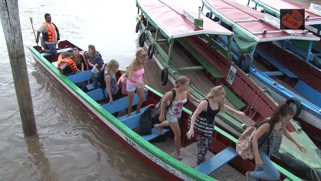 Dolfijnen en Kaaimannen spotten - Suriname смотреть онлайн