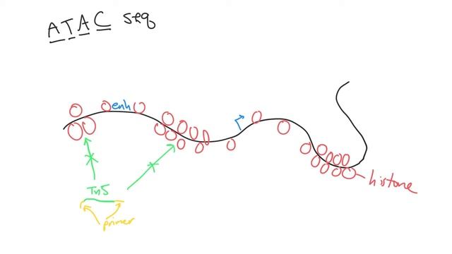 Enhancer detection (euchromatin + 3D structure) using ChIP, ATAC and 4C seq смотреть онлайн
