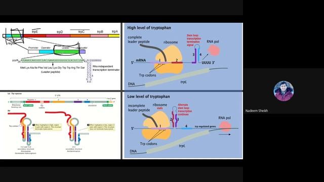 Topic 16-Trp Operon смотреть онлайн