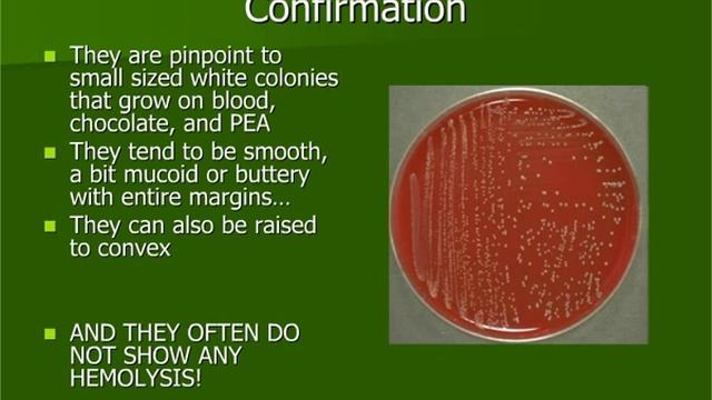 Enterococcus Faecalis смотреть онлайн