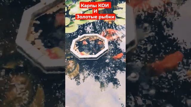 КОРМЕШКА КАРП КОИ И ЗОЛОТЫХ РЫБОК. КОРМИМ РЫБ В ПРУДУ. смотреть онлайн