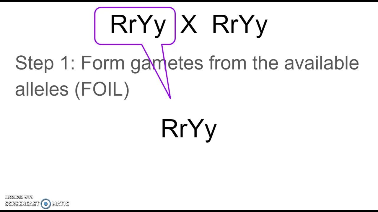 How to determine gametes for a dihybrid cross смотреть онлайн
