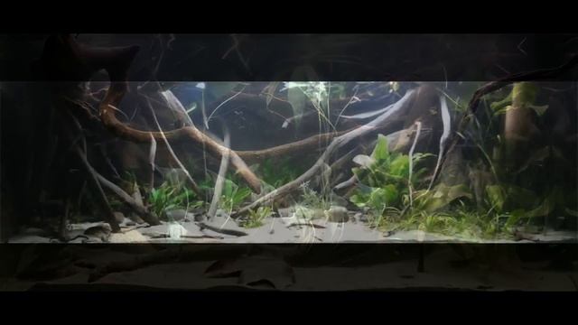 South America. TOP 20 Biotope Aquaria смотреть онлайн