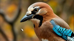 Сойка прилетела на кормушку (31.12.2023 г.)