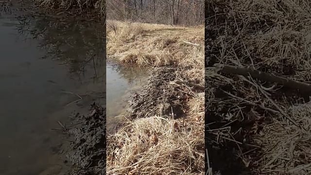 A new beaver dam. Not the first one and probably not the last one. смотреть онлайн