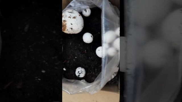 шампиньоны в коробках. смотреть онлайн