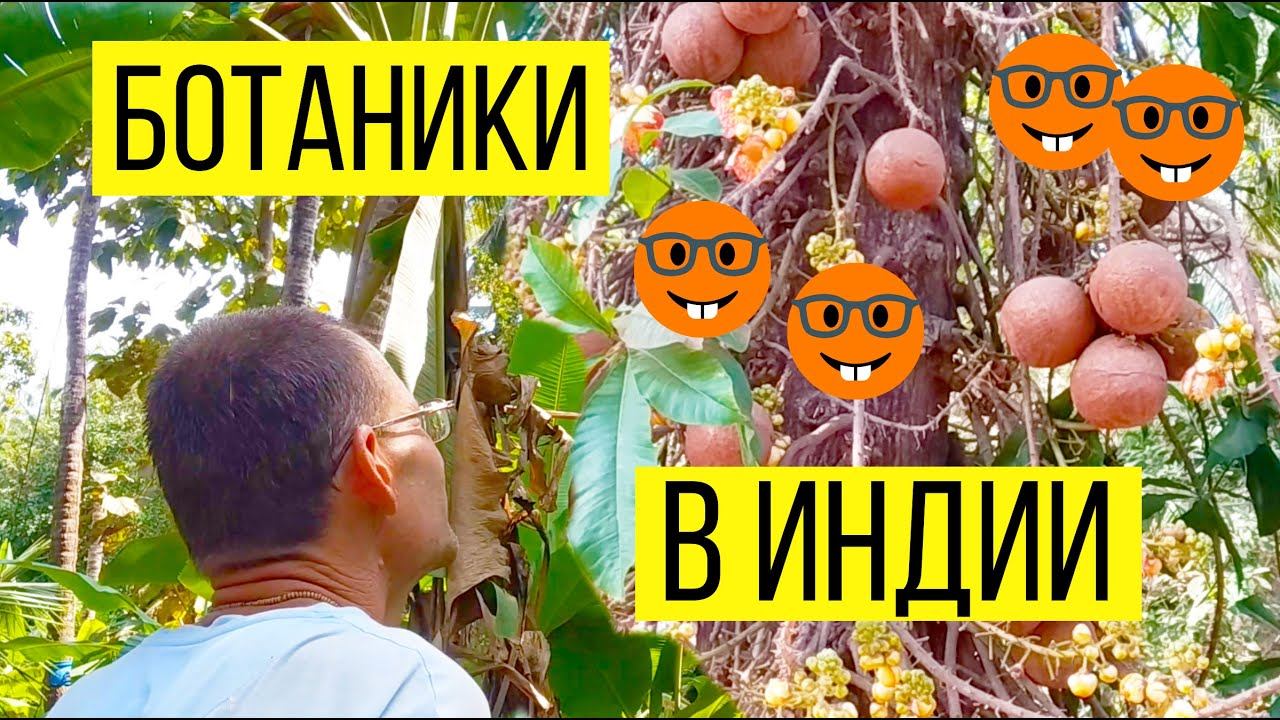 Ботаническая прогулка по Гокарне. смотреть онлайн