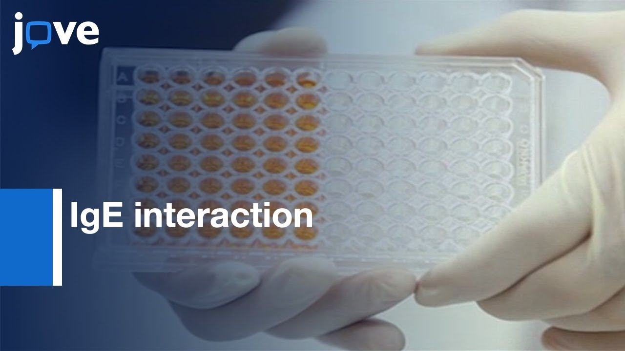 IgE interaction with its High affinity Receptor Evaluation by a Model | Protocol Preview смотреть онлайн